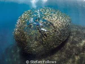 en·vel·ope

Oxeye Scad - Selar boops

Tulamben Wall, ... by Stefan Follows 
